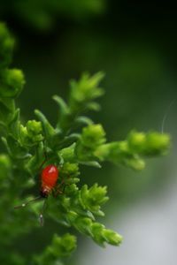 Close-up of plant