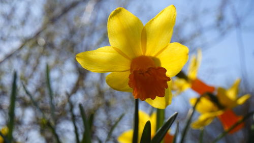 Close-up of yellow daffodil flowers