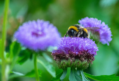 Close-up of bee pollinating on purple flower