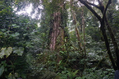 View of trees in forest