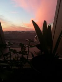 Close-up of plant against sky at sunset