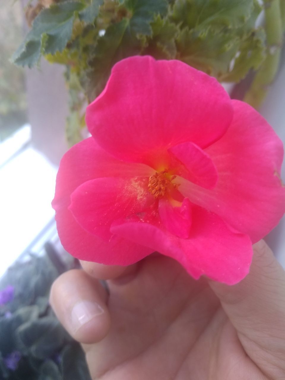 CLOSE-UP OF HAND HOLDING PINK ROSE