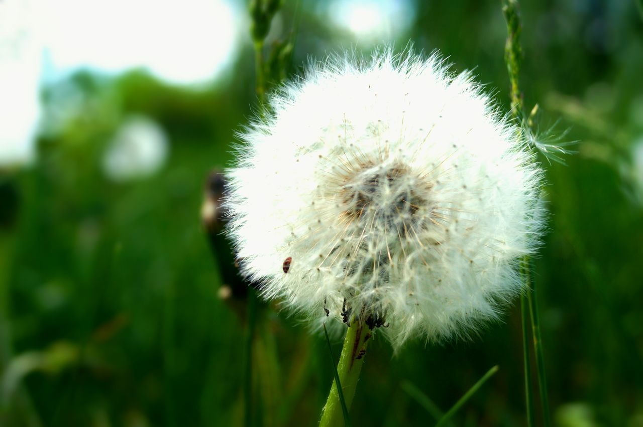 dandelion, flower, fragility, growth, focus on foreground, close-up, single flower, freshness, flower head, beauty in nature, softness, nature, wildflower, white color, stem, uncultivated, field, plant, selective focus, dandelion seed