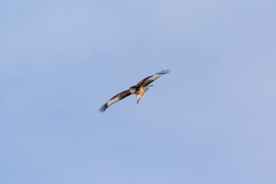 Low angle view of bird flying in sky