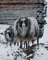 Portrait of sheep on snow covered field