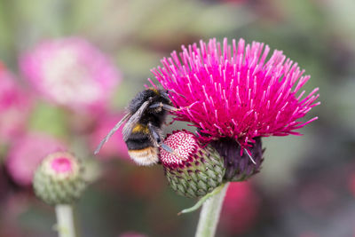 Bee collecting nectar from pink thistle flower