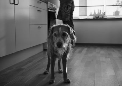 Portrait of dog standing on floor at home