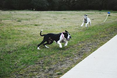 Dog on field