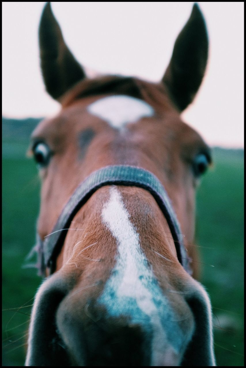 mammal, animal themes, domestic animals, animal, livestock, horse, domestic, animal wildlife, pets, animal body part, one animal, close-up, animal head, vertebrate, no people, working animal, focus on foreground, portrait, looking at camera, day, herbivorous, animal eye, animal nose, animal mouth, ranch, snout