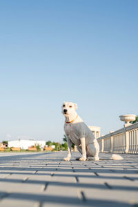 Dog on small against clear sky