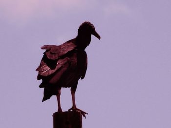 Low angle view of bird perching against clear sky
