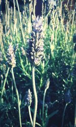 Close-up of purple flowers in field