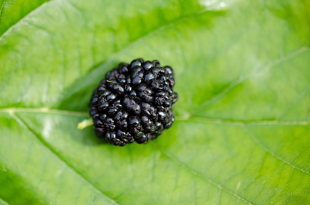 CLOSE-UP OF FRUIT ON LEAVES