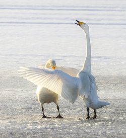 Birds on a lake