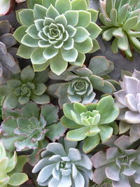 Close-up of succulent plant