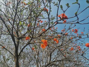 Low angle view of tree against orange sky