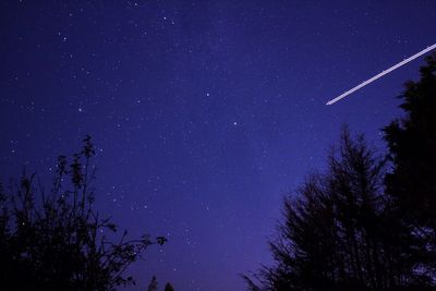 Low angle view of trees against star field at night