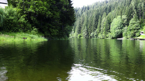 Scenic view of lake amidst trees in forest