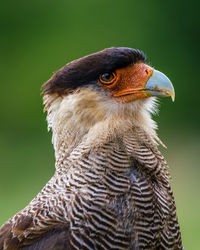 Close-up of bird