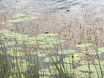 High angle view of water lily in lake