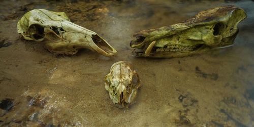 High angle view of dead animal skulls at lakeshore