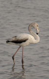 Pink flamingo looks for food in the molentargius pond in cagliari, southern sardinia