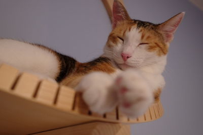 Close-up of a cat sleeping