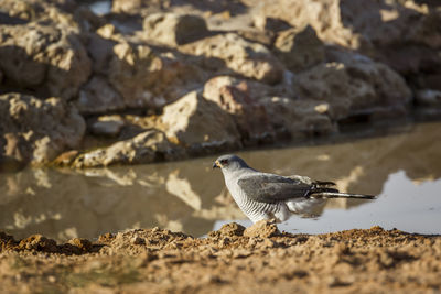 Close-up of bird perching on rock