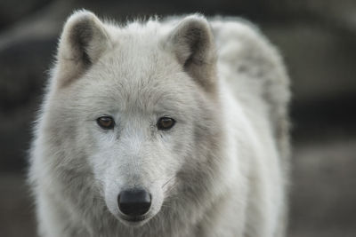 Close-up portrait of white wolf