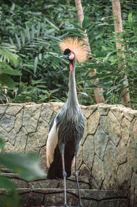 Close-up of bird perching on tree