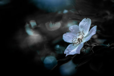 Close-up of flower against blurred background