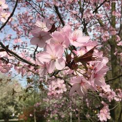 Low angle view of pink cherry blossom