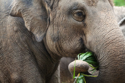 indian elephant