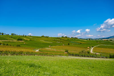 Scenic view of agricultural field against blue sky