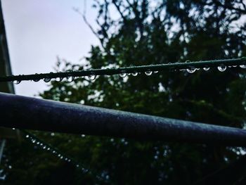 Close-up of wet tree during rainy season