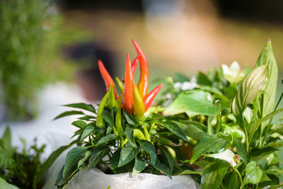 Close-up of flowering plant