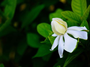 Close-up of white flowering plant