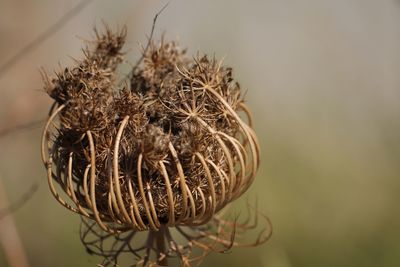 Close-up of plant against blurred background