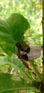 Close-up of insect on plant