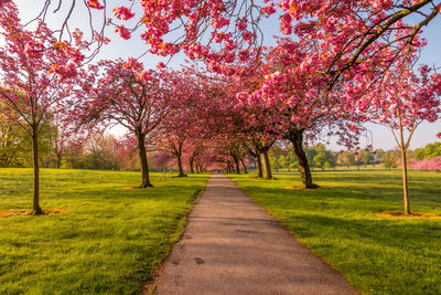 View of cherry blossom trees in park