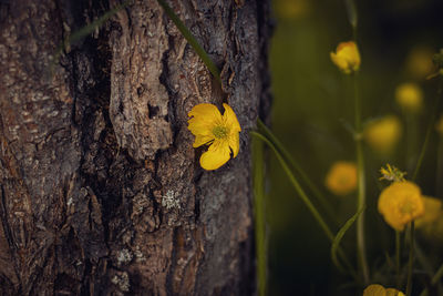 Close-up of yellow flower growing on tree trunk