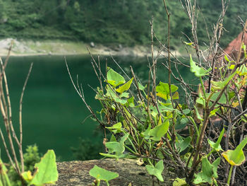 Close-up of lizard on land
