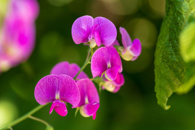 Close-up of pink flowering plant