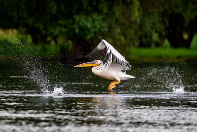 View of bird flying over lake