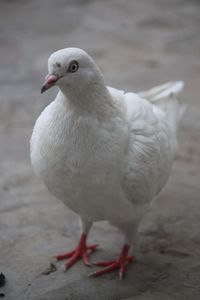 Close-up of seagull perching