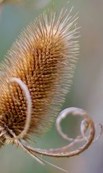 Close-up of white flower plant