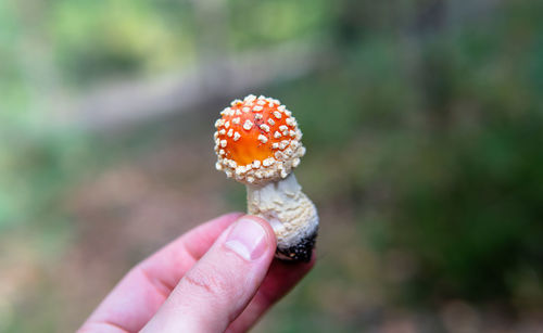 Close-up of hand holding mushroom