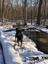 Dog on snow covered landscape during winter