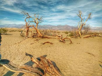 Dead trees on sand at desert against sky