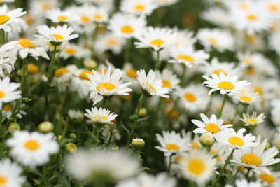 Close-up of daisies on field
